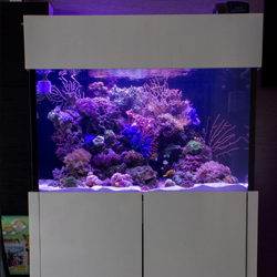 3-feet reef tank