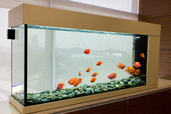 red parrot fengshui tank